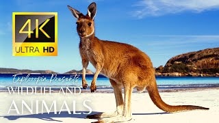 Amazing Australia Wildlife 4k 60FPS Cinematic Video by Drone