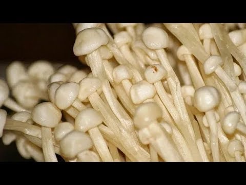 Video: Cara Menanam Cendawan Enoki: Menanam dan Memakan Cendawan Enoki