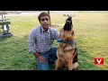 7 Problems of German Shepherd and their management