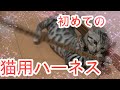 【猫用ハーネス】子猫初めてのハーネスに挑戦！？