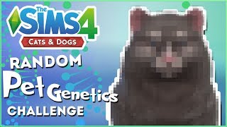 Bears, Ocelots, and Coffee Cats?! Oh My!  Random Pet Genetics Challenge!!  Experiment #31