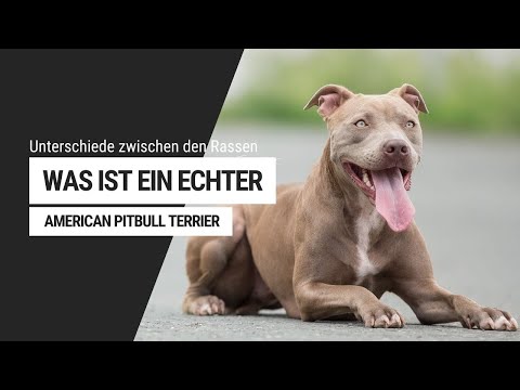 Video: Unterschied Zwischen Pitbull Und American Staffordshire Terrier