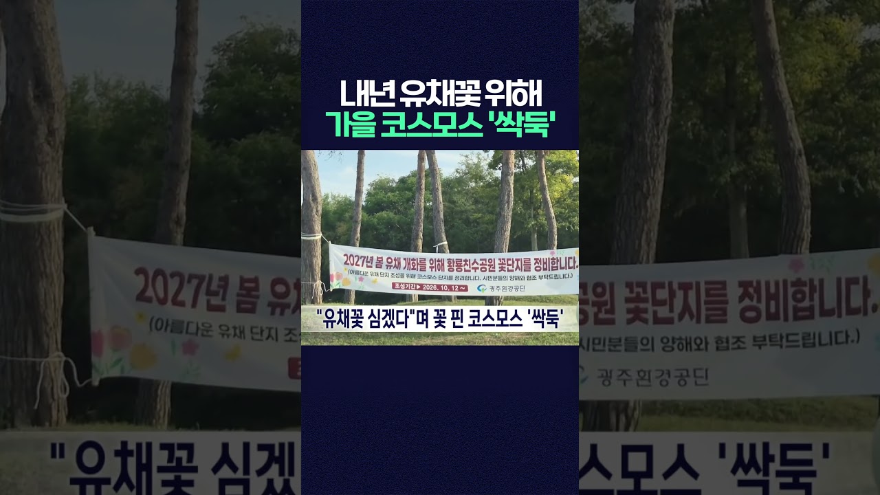 내년 유채꽃 심기 위해라지만 가을 코스모스 '싹둑?'