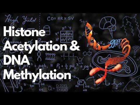 ቪዲዮ: Heterochromatin vs euchromatin ምንድን ነው?