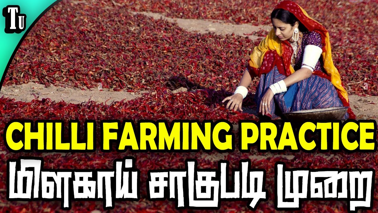 chilli farming in tamil - YouTube