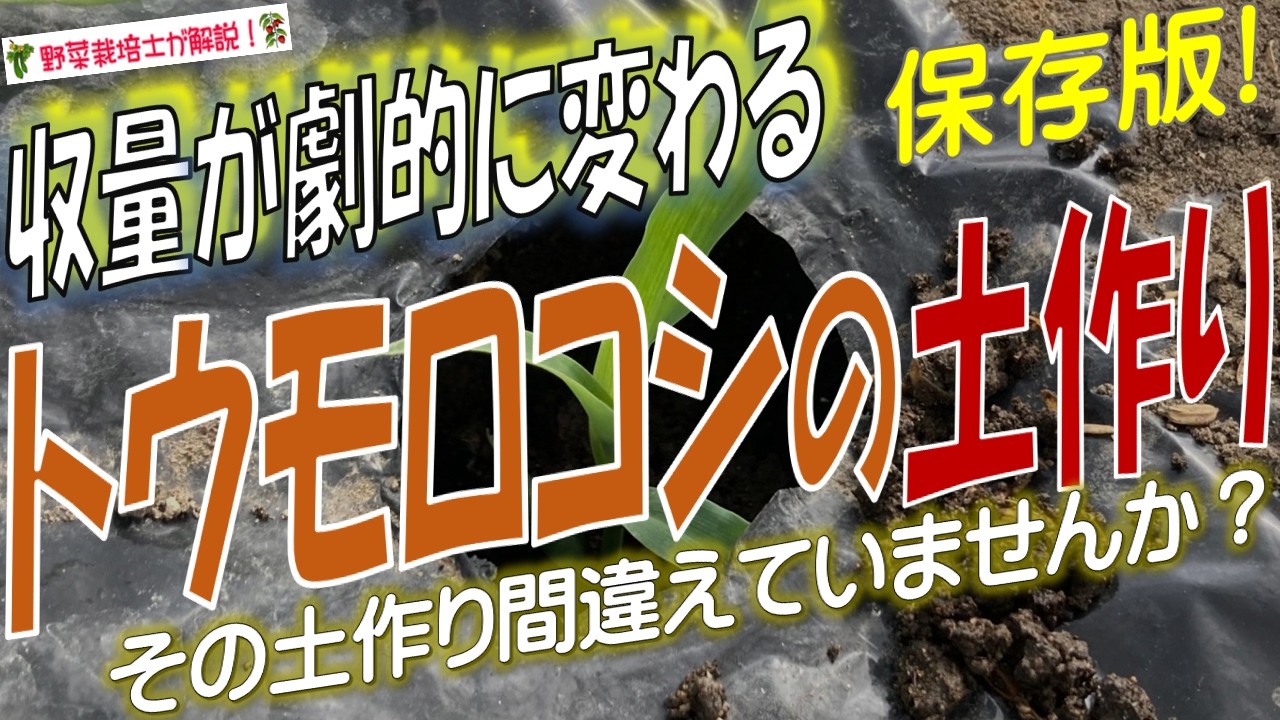 トウモロコシの土作り！土作りはいつから始めてどうやるの？粒がぎっしり詰まった実にする土作りのコツとポイント！
