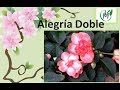 Alegrias Dobles - Vivero Marra