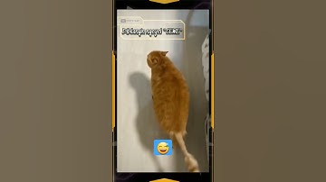 Thumbnail of Kucing kepleset#shorts