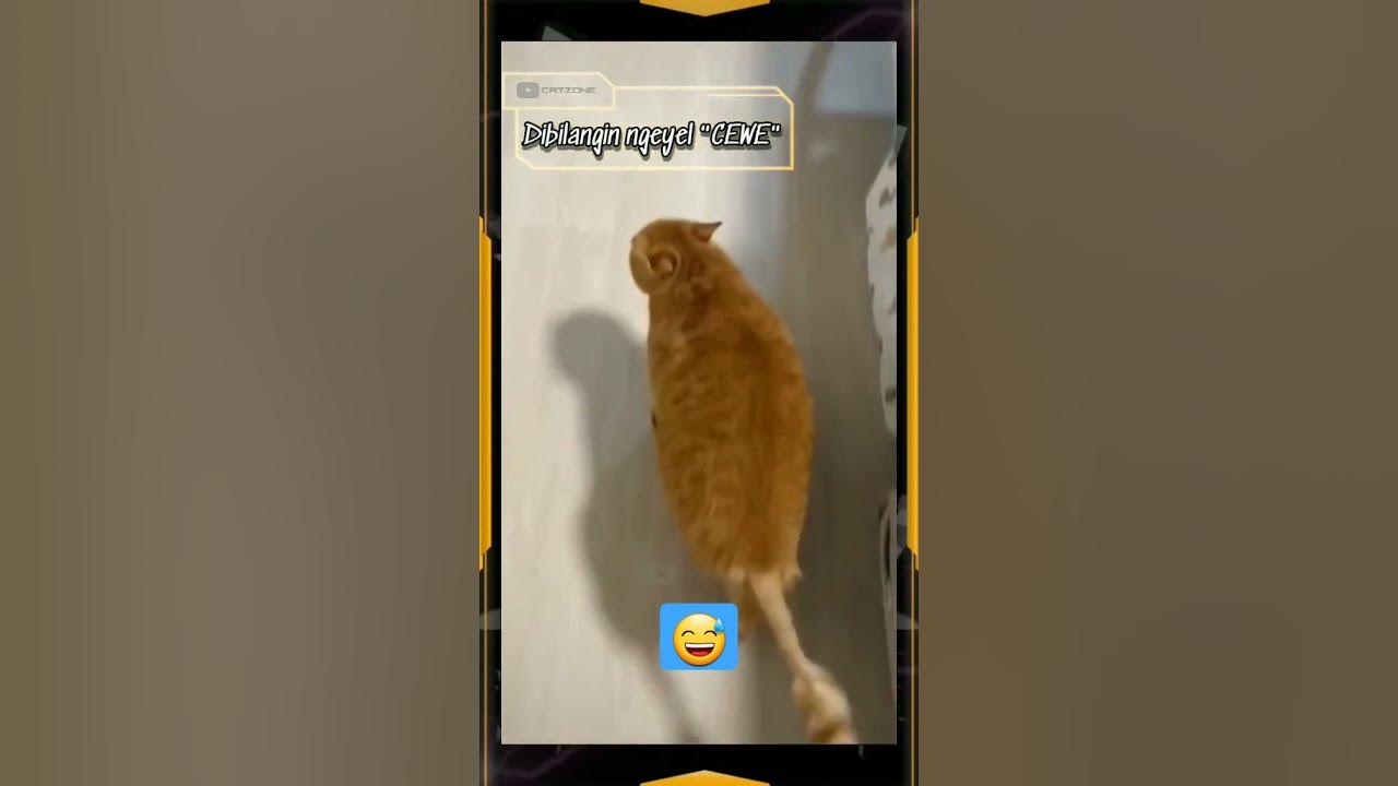Kucing kepleset#shorts