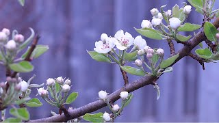 ⛅ Cloudy Day Flowering - Pear Tree, Plum, Choke Cherry, Currant Bush, Red Pine Tree with Music