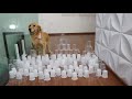 Cup Obstacle Challenge CAT vs DOG