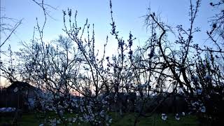 Be Svendsen - Getula, Cabir Abdullayev - Veten Mix