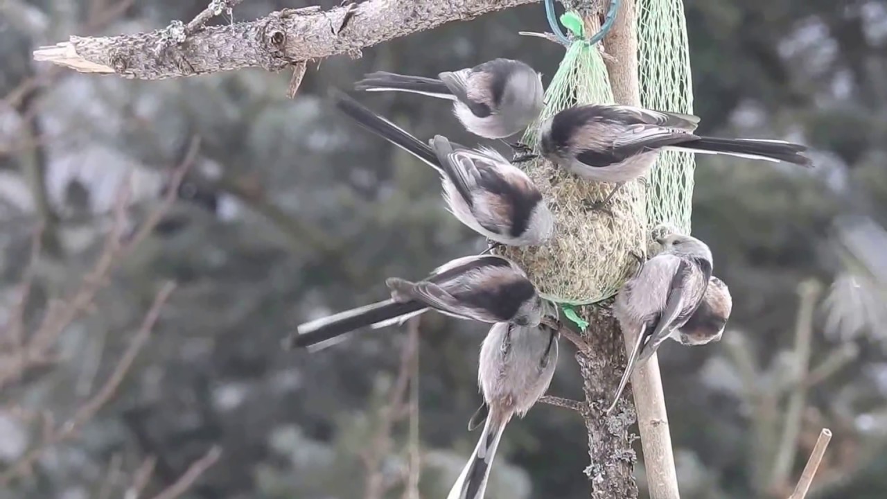 Raniuszek Aegithalos caudatus  na kuli tłuszczowej 02.02.2017