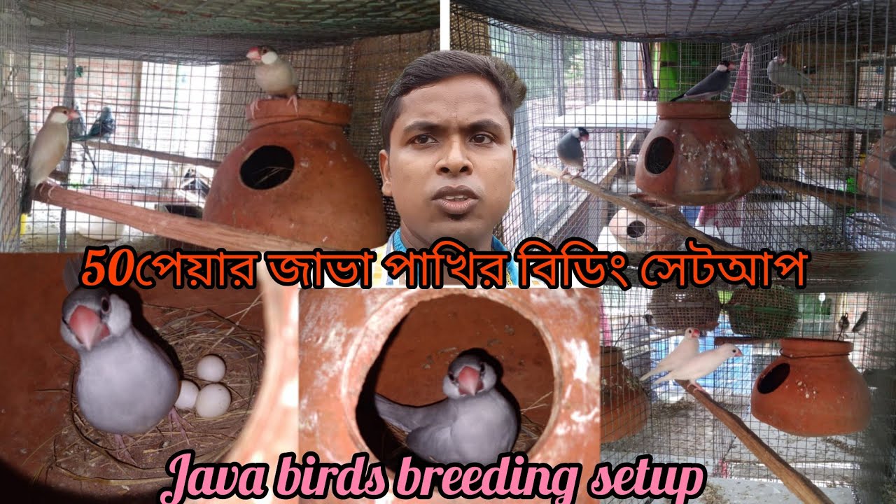 50 পেয়ার জাভা পাখির বিডিং সেটআপ। 50pair Java Bird Breeding setup|Java ...
