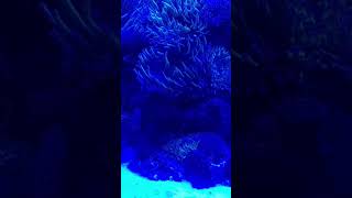 Download Lagu #fish #nature #fishing around MP3