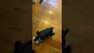 Practicing 'Come' and 'Finish' with my Schnauzer Puppy