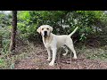 Guarding the Hidden Trail in the Woods