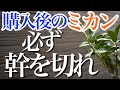 【全部みせます】購入後のみかんの苗 植え付けから剪定・幹の切り戻しを教えます【花芽】
