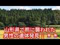 山形県で熊に襲われた男性の遺体発見‼️全国で熊に襲われる被害多発‼️2026年5月6日‼️