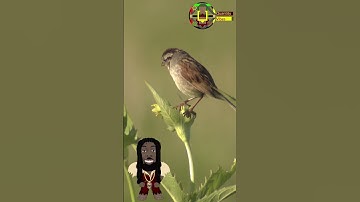 #sparrow#shorts #youtubeshorts #video #birds