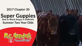 Super Guppie - Red or Black Angus x Gelbvieh - Calving Ease Bulls For Sale in Alberta in 2017