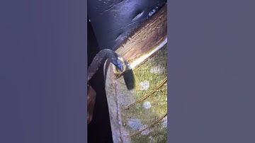 Collecting Raw Rubber Sap with Specialized Tapping Tools #shorts