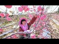 | WOW !!Amazing Fruit|Harvesting technology in planet Japan