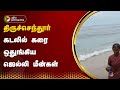 திருச்செந்தூர் கடலில் கரை ஒதுங்கிய ஜெல்லி மீன்கள் | Tiruchendur | Jelly Fish | PTT