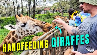 Man Handfeeding Giraffes at a Zoo