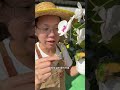 蝴蝶蘭開完花後,教你一盆變多盆#蝴蝶蘭