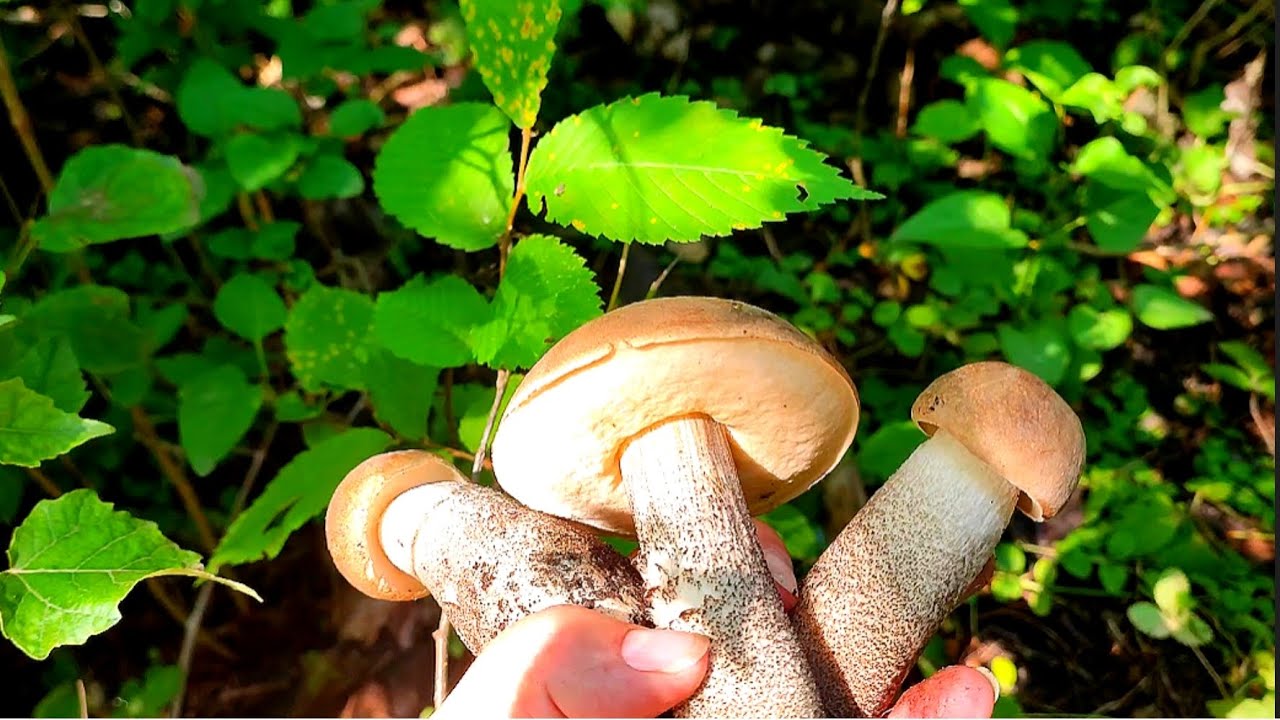 Грибне розмаїття листяного лісу!