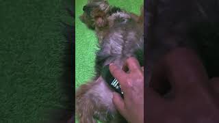 medkey-Behandlung bei Durchfall vom Hund
