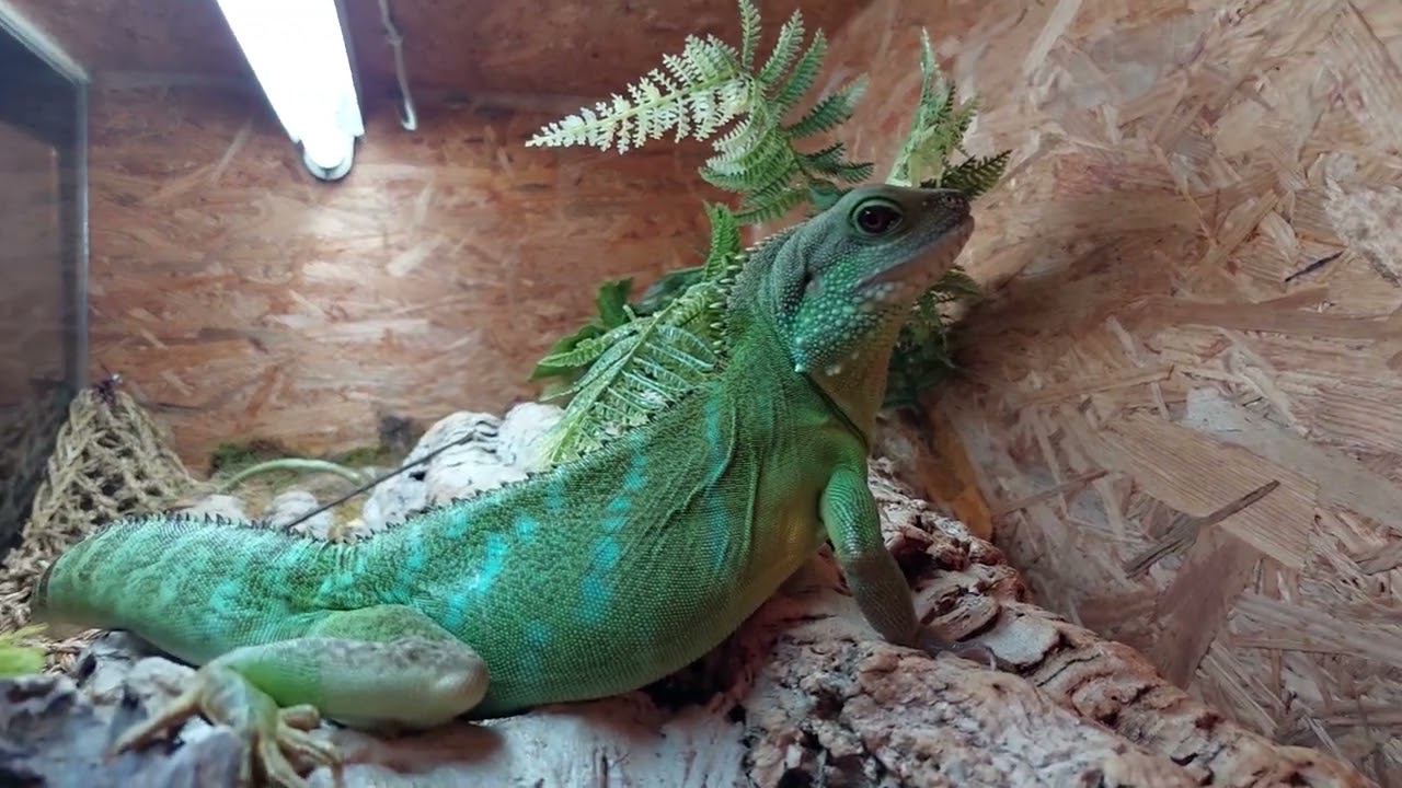 Physignathus cocincinus