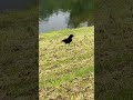 Scottish wildlife - Carrion Crows #wildlife #nature #scotland #carrioncrow #celticcove