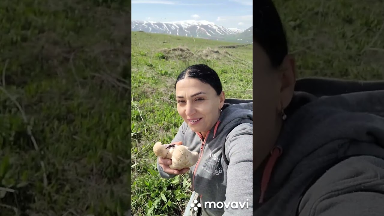 Գնում ենք սունկ հավաքելու`դաշտի կապույտ ոտք սունկ,որը անչափ համեղ է ու բնական...