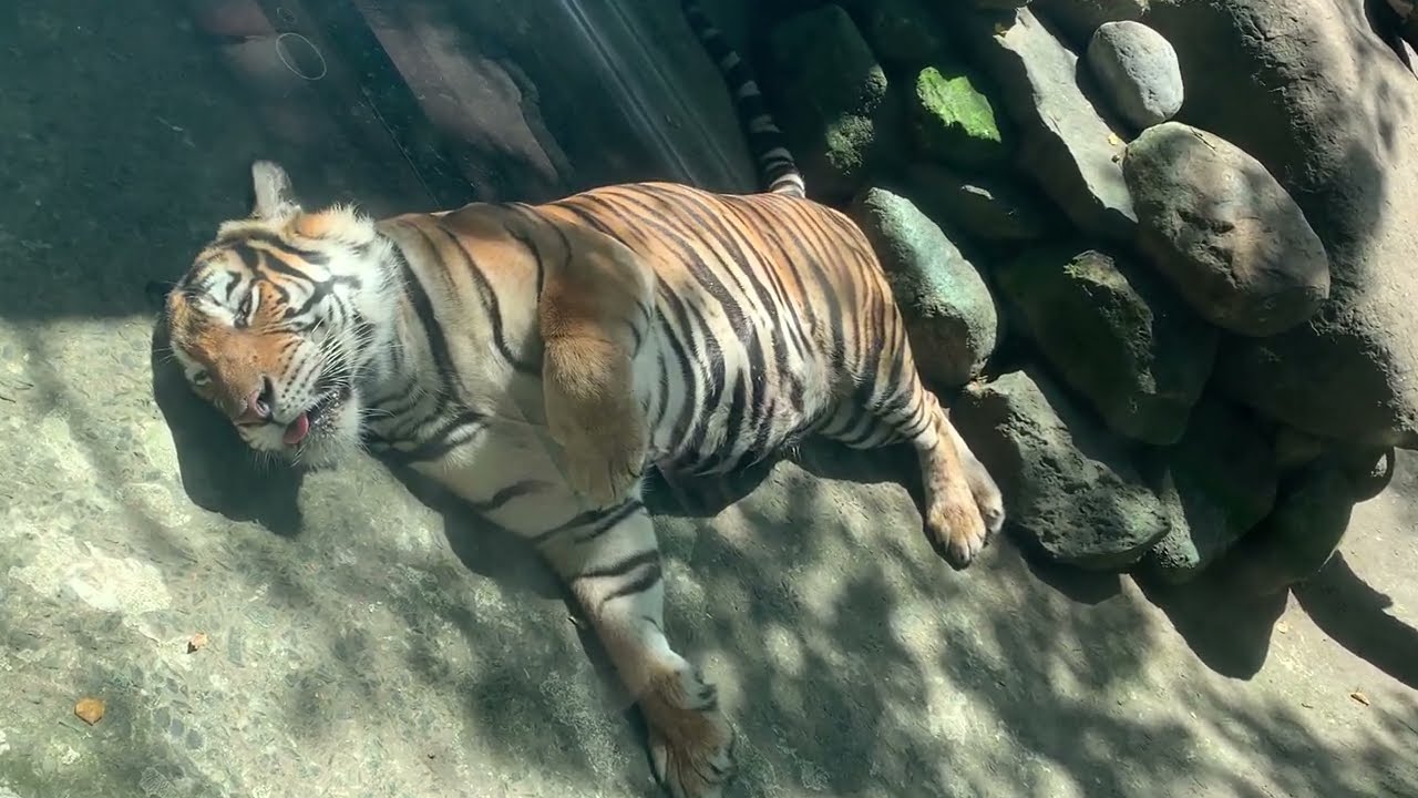 Indochinese tiger is basking in the sun