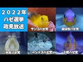 海水魚水槽の未来を決める大事なハゼ選挙2022