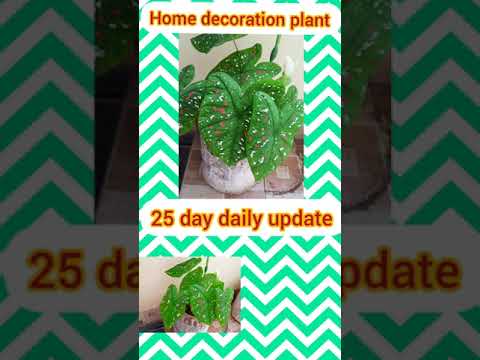 Caladium bicolor fancy leaf | home decoration plant idea