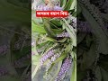 HAPPY BIHU #bihu #assam