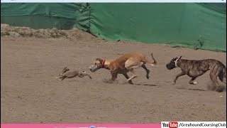 Hare And Dog Coursing Race
