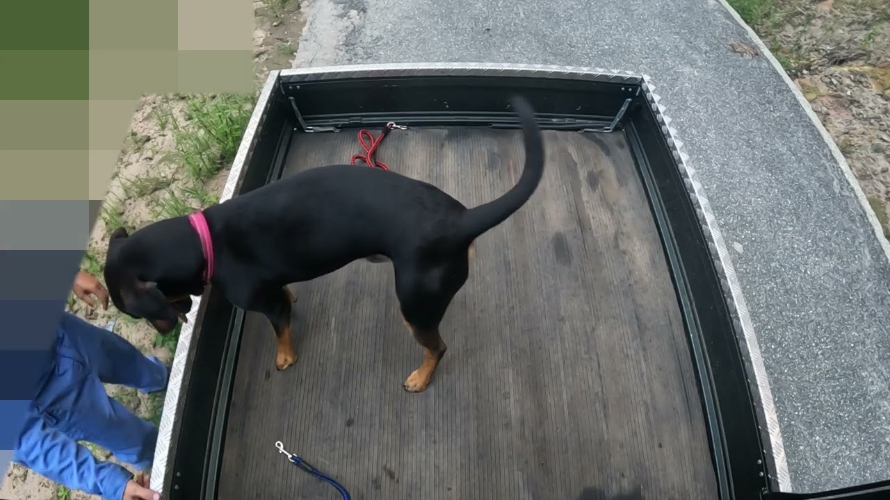 【GoPro HERO10】犬　Dog　画面の激しい揺れにご注意下さい【drivingvideos】