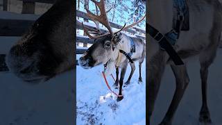 Reindeer #reindeer #finland