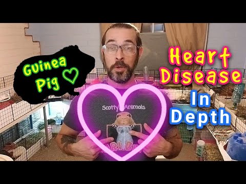 Guinea Pig Heart Disease - In Depth