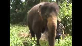 Elephas Maximus | Chapter 21: Working Elephants