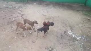 Dog fighting with cock fighting with reach others