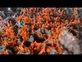 Clean Barnacles 78