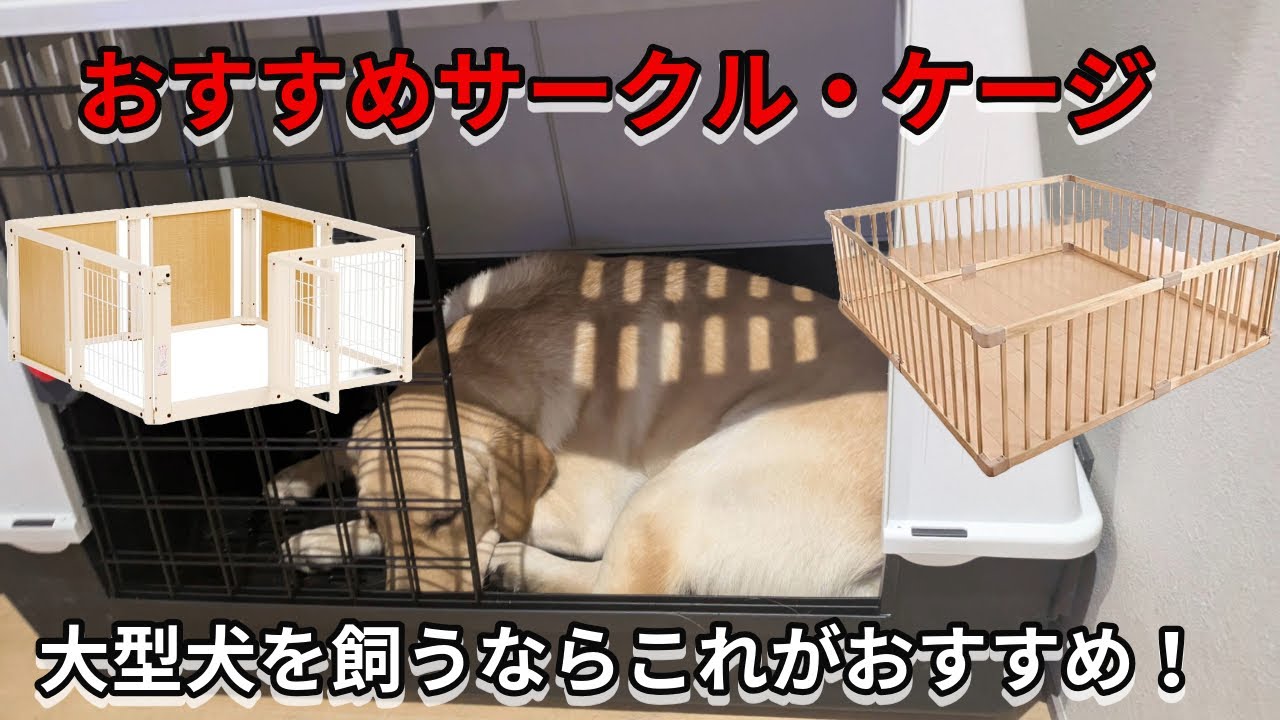 【大型犬向け】おすすめサークル・ケージはこれ！【お迎え準備】