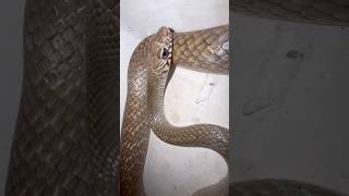 Mere munne bhool na jana tu apna farj nibhana 😱 #snakevideo @Panchal_Ji_Snake_Expert #shorts