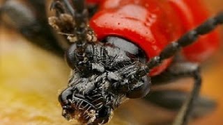 How to get rid of the Red Lily Beetle