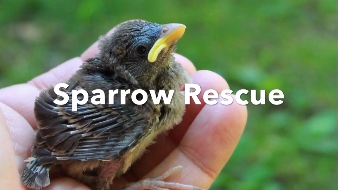 sparrow rescue